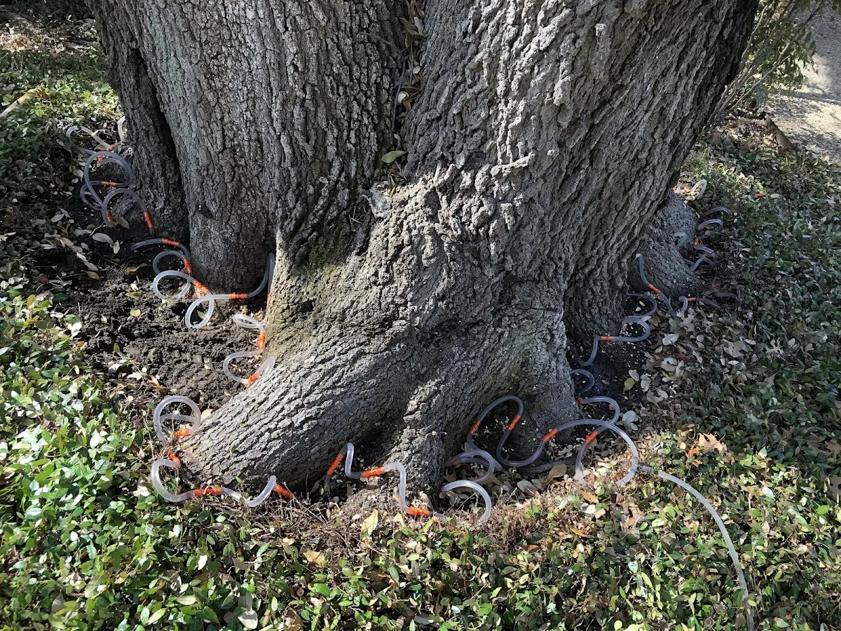 Detailed Tree Cabling and Bracing job site in Slatersville
